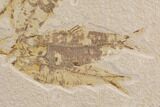 Wide Fossil Fish Mortality Plate - Wyoming #91573-3